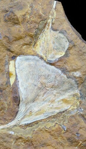 Fossil Ginkgo Leaves From North Dakota - Paleocene #58979